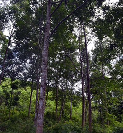 Chuyện chưa kể về